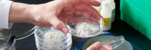 The Hottest New Beauty Treatment Might Be Bioengineered Silk 1 The Hottest New Beauty Treatment Might Be Bioengineered Silk 1